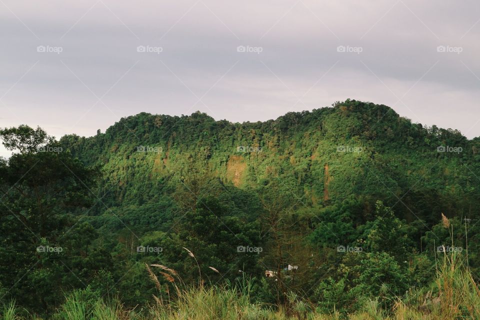 Landscape, Tree, Nature, Mountain, No Person
