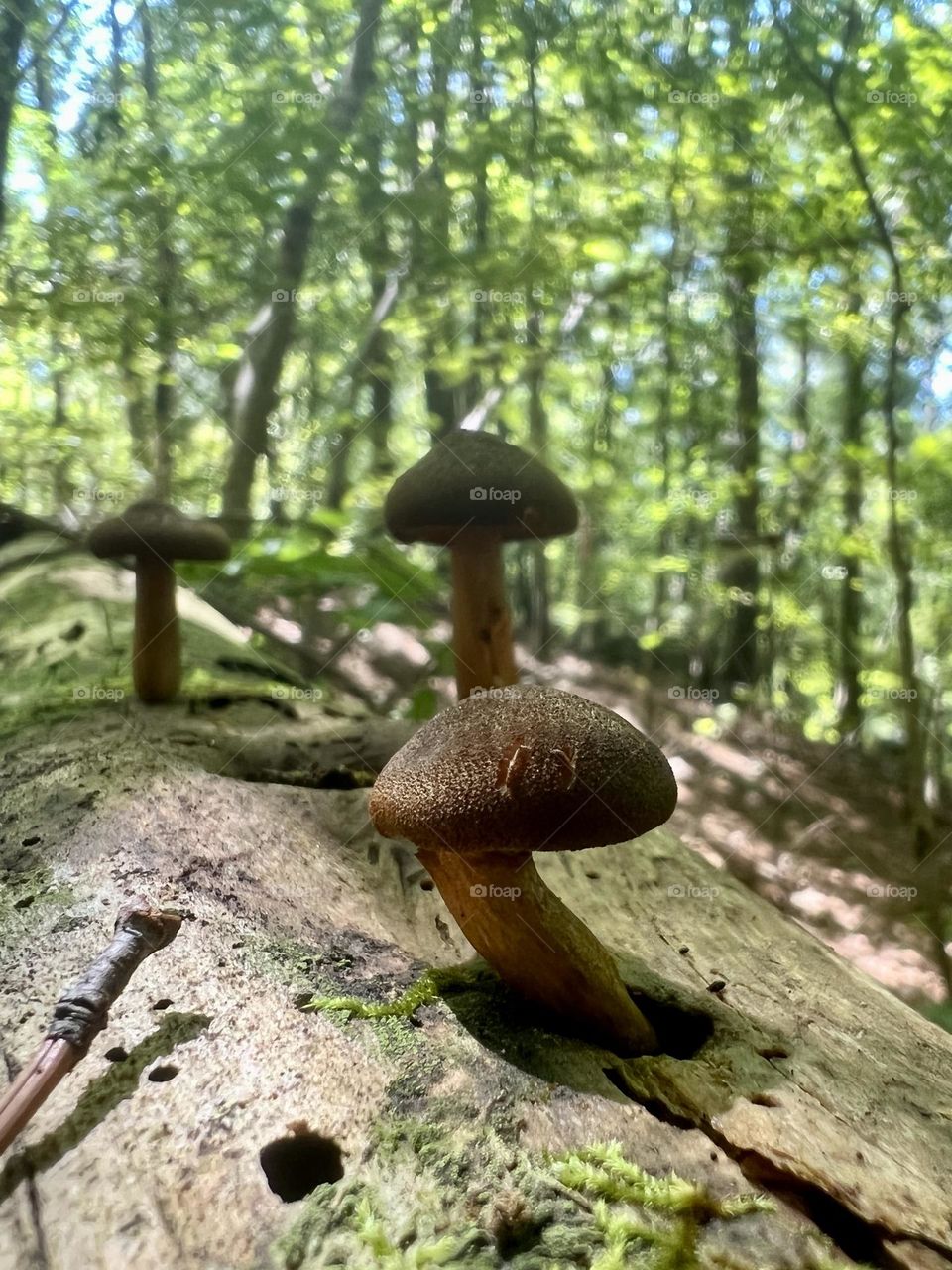 Small brown mushrooms growing along a fallen tree in the forest. Focus on the foreground mushroom.