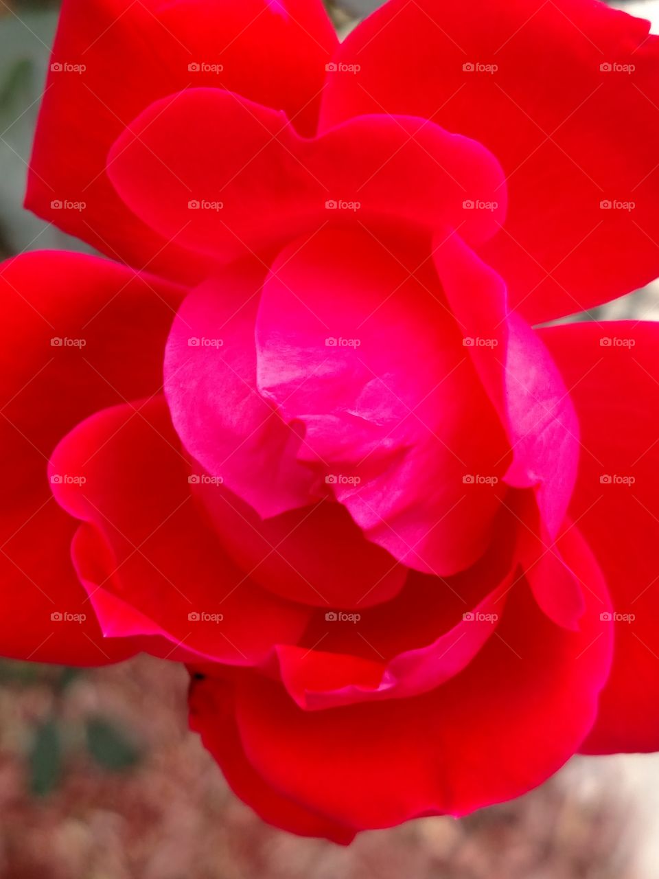 Red color story about a red rose