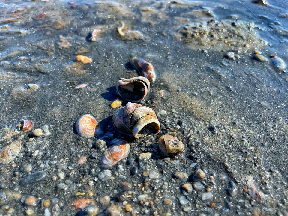 Seashells at the beach... 