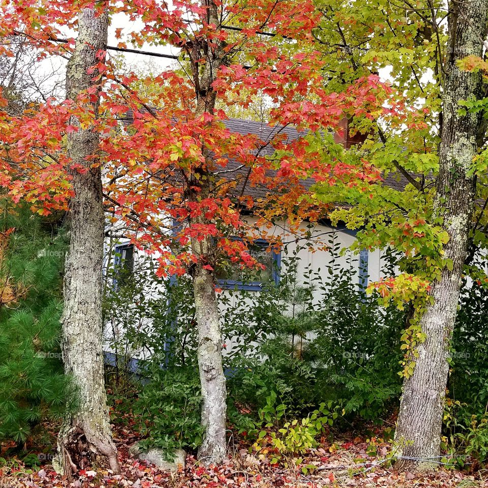 Fall, Leaf, Maple, Nature, Tree