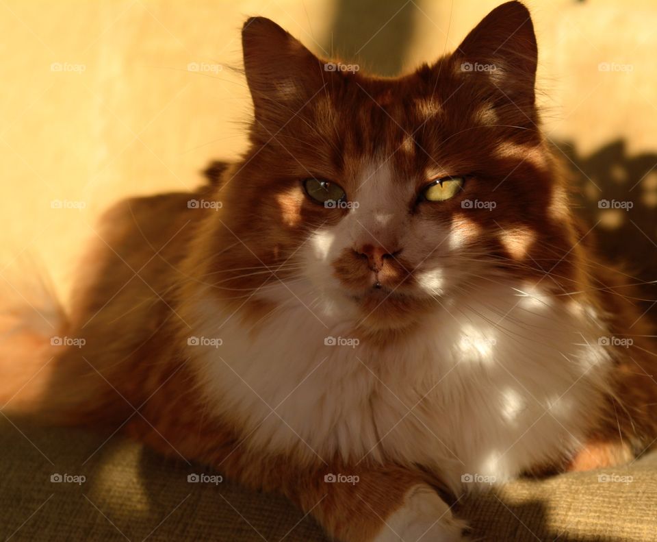 ginger cat portrait in sunlight relaxing home