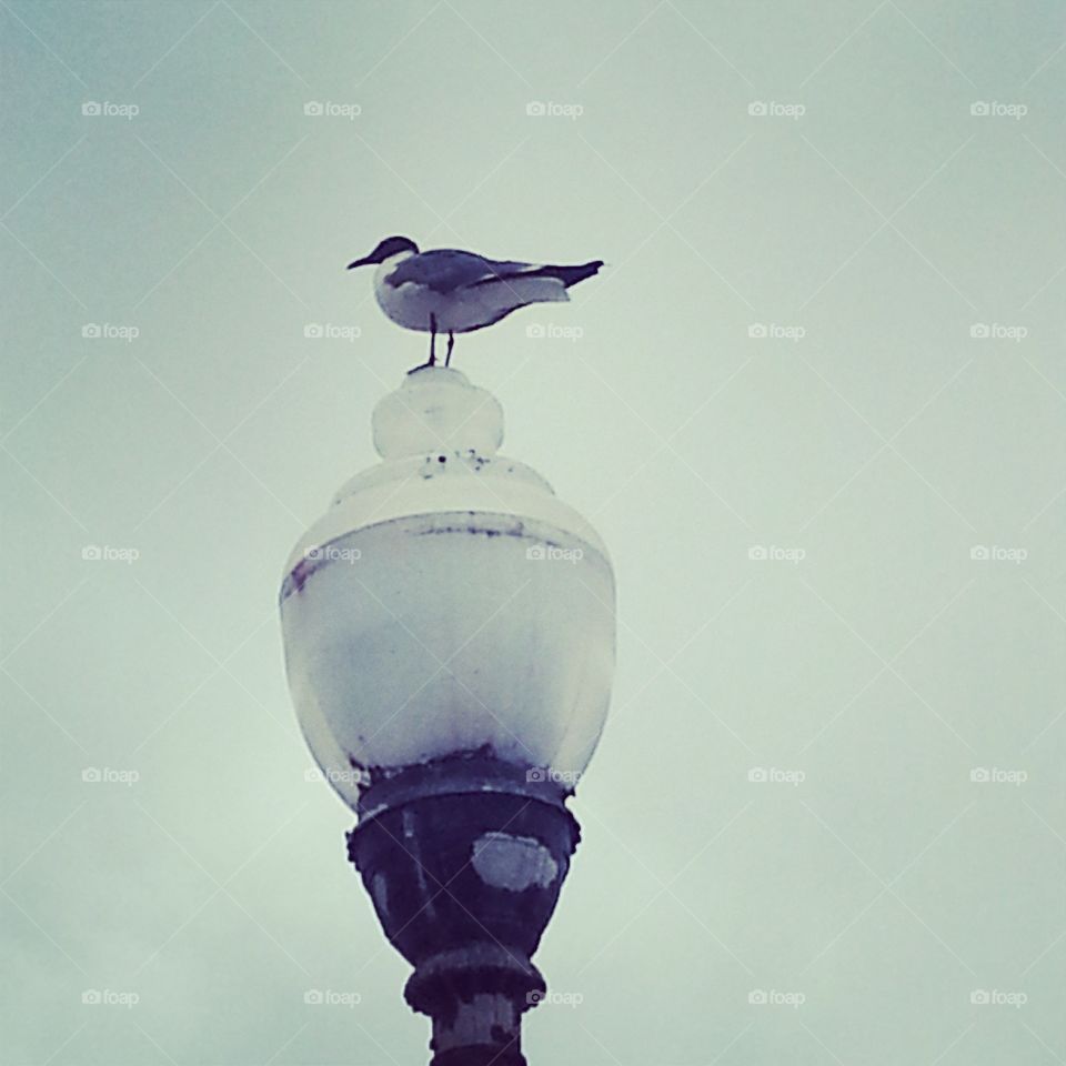 Seagull