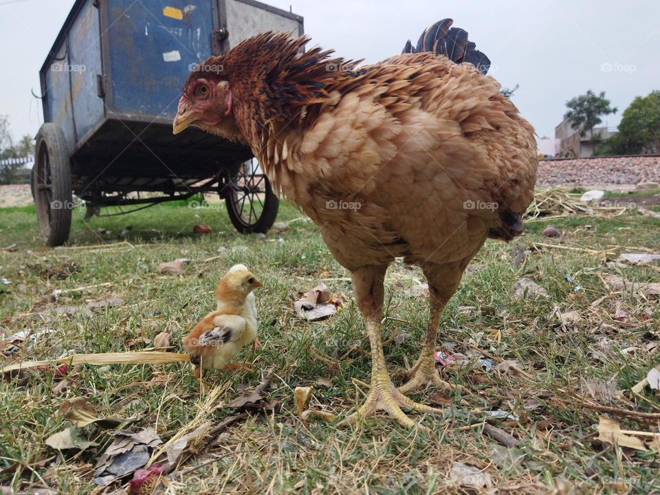 indian aseel breed hen with chicks