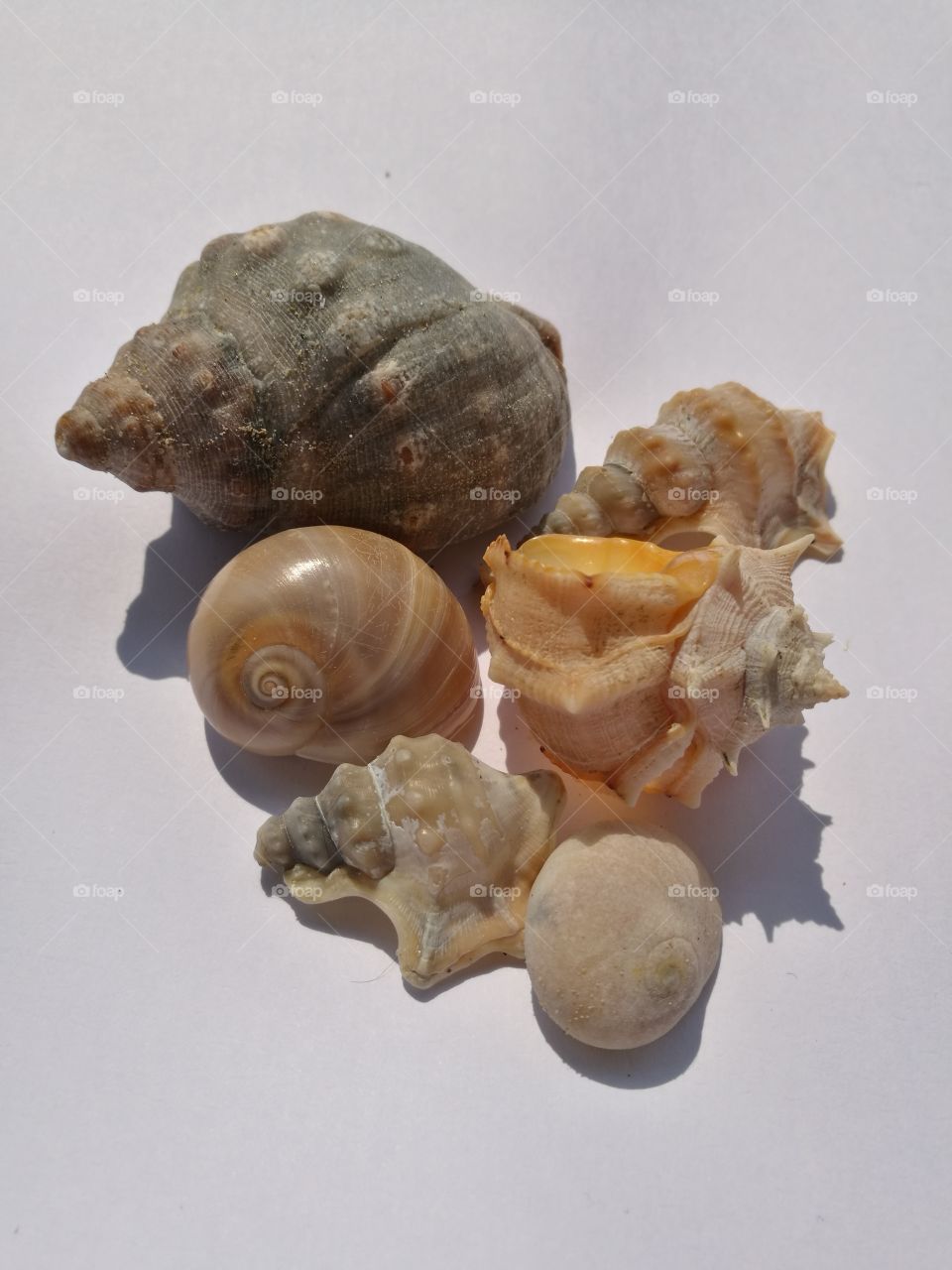 seashell