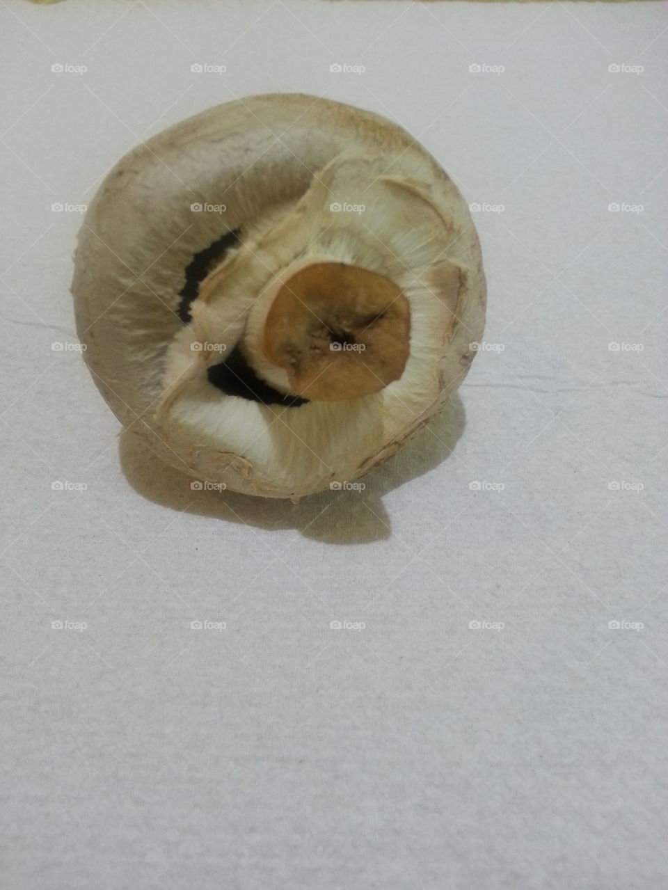 lonely mushroom