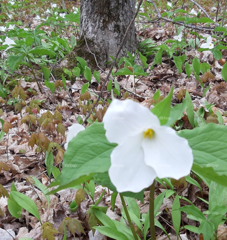 trillium blooms