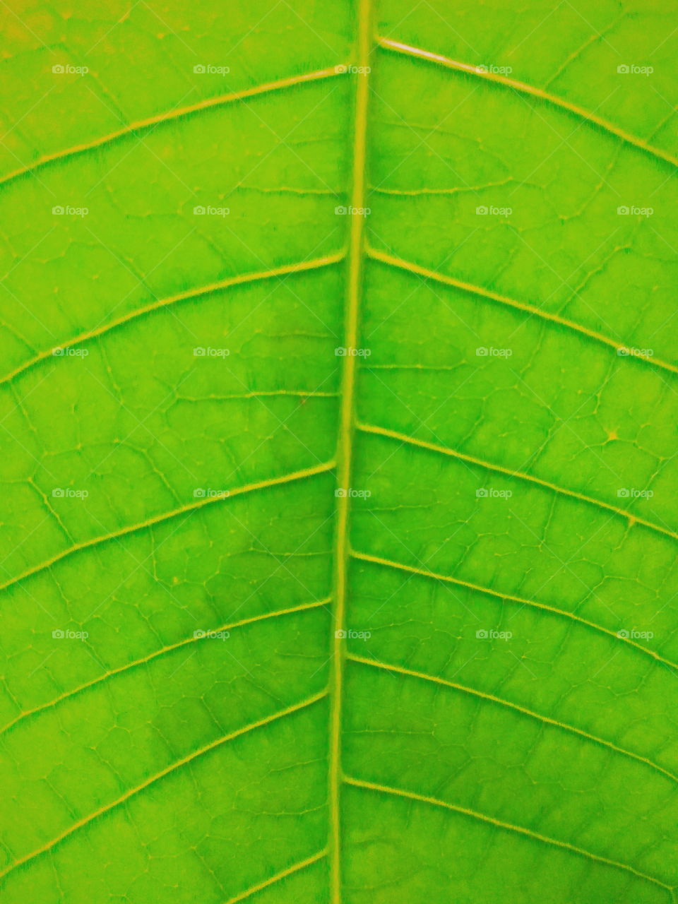Mango leaf Close Up
