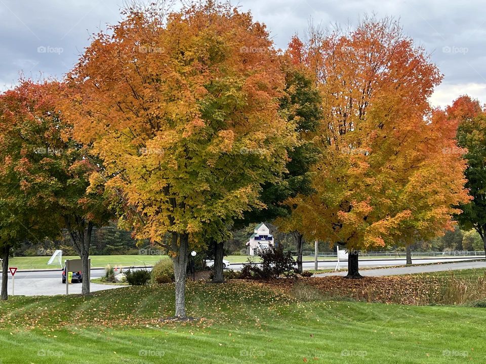 Oak trees during a Maine autumn