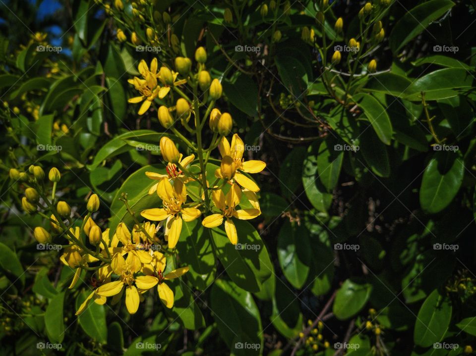 Yelow flower