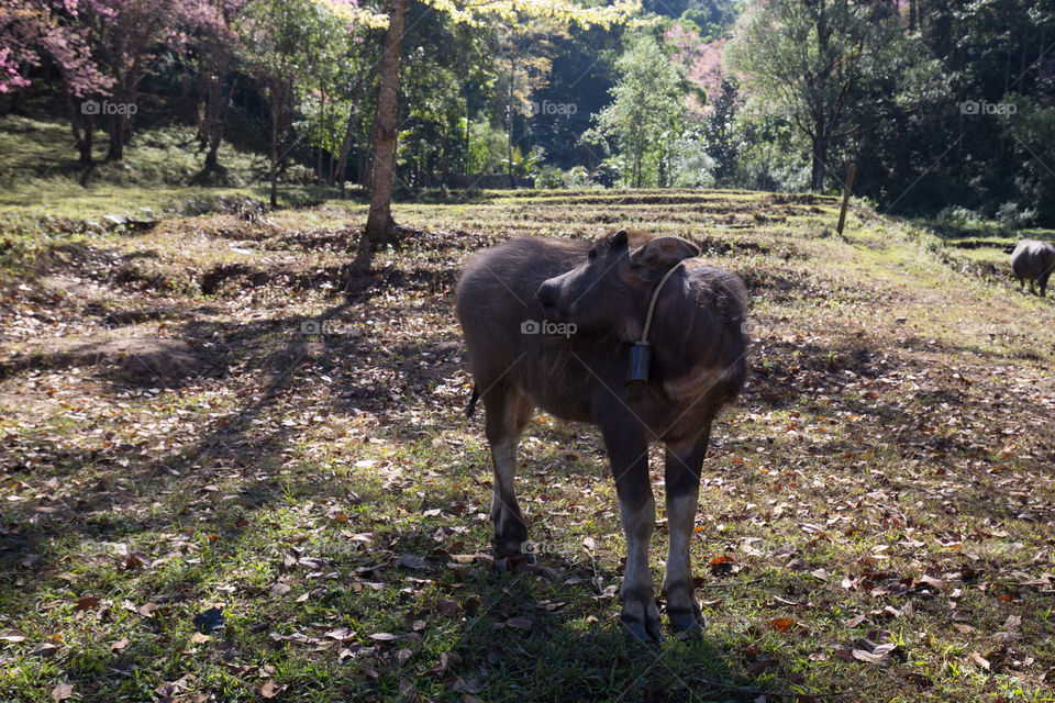 Buffalo in the farm