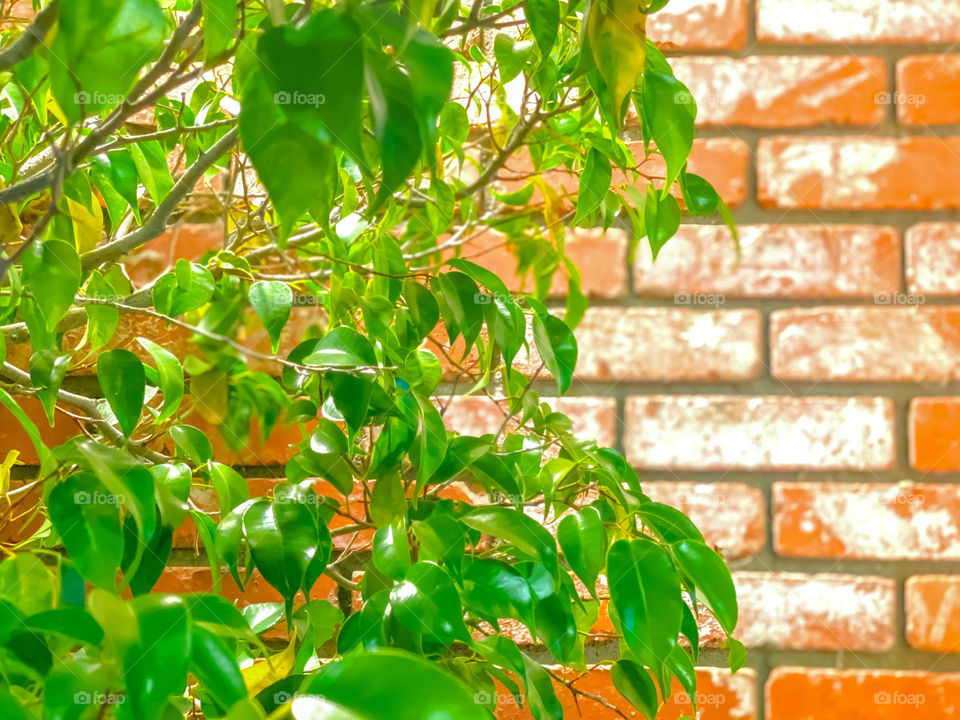 Green leaves plant with brick wall background 