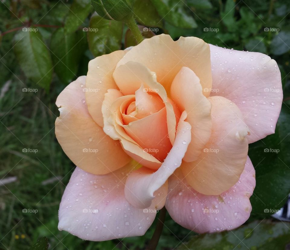 a rose blooms