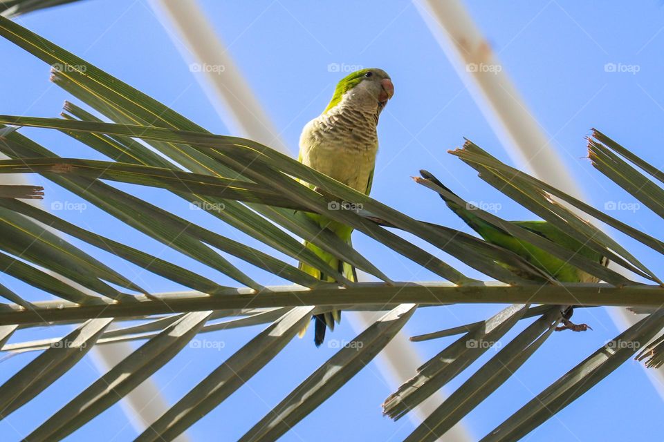 A green parrot