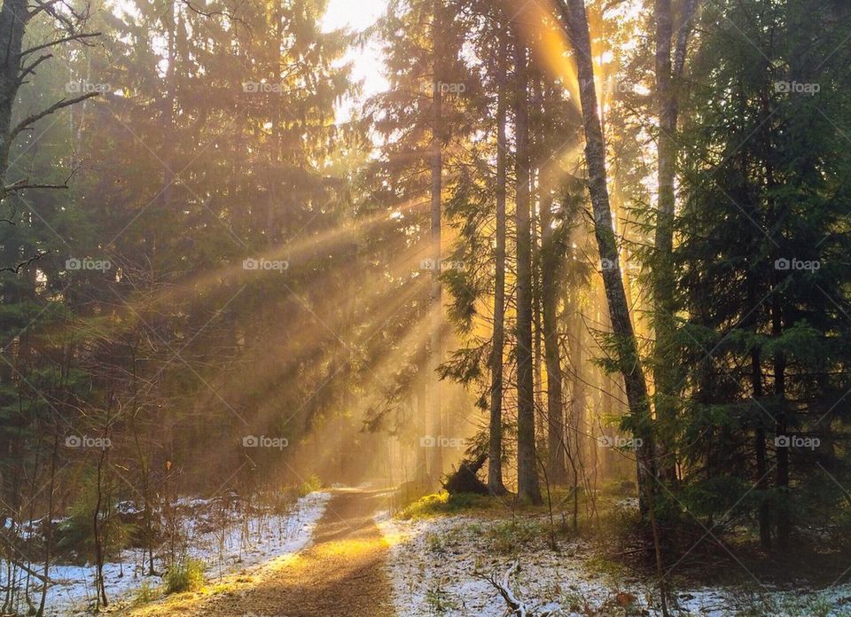 Sunlight through woods