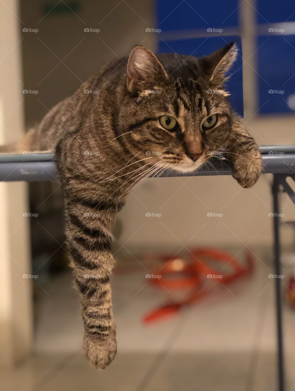 Striped cat in a table