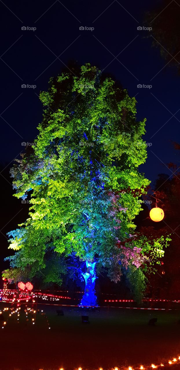 light tree