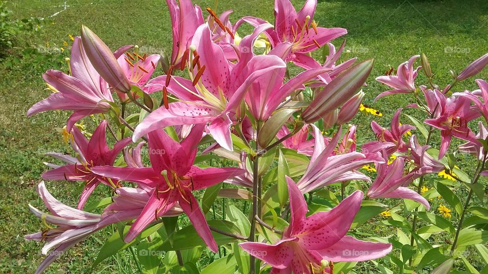 lovely lilies