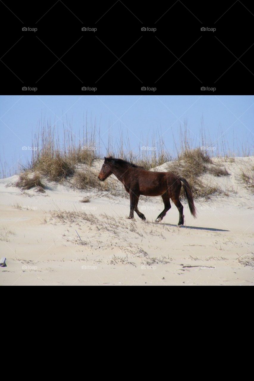 Horse beach