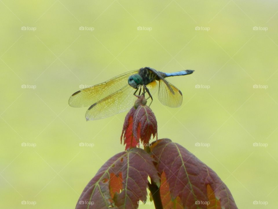 dragonfly on leaf