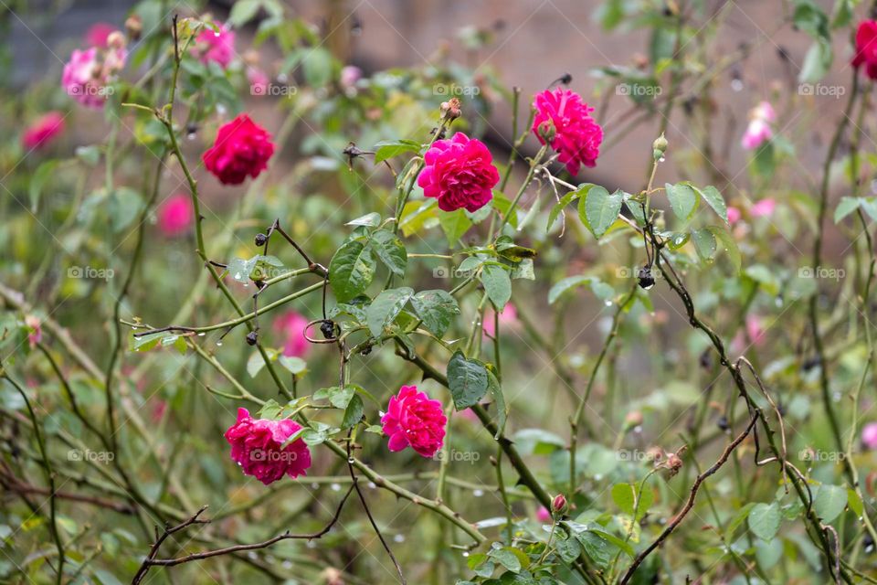 Red rose after rain in the park
