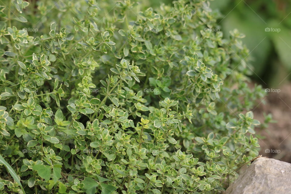 Thyme a delicious fragrant herb great used in cooking and also has health benefits. It is anticancer, and anti fungal . 