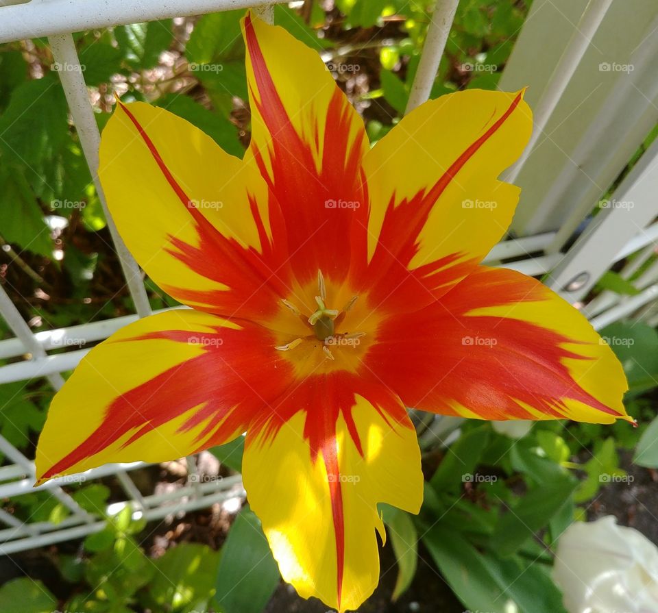 blühen Blüten Blume Gelb Rot yellow red.