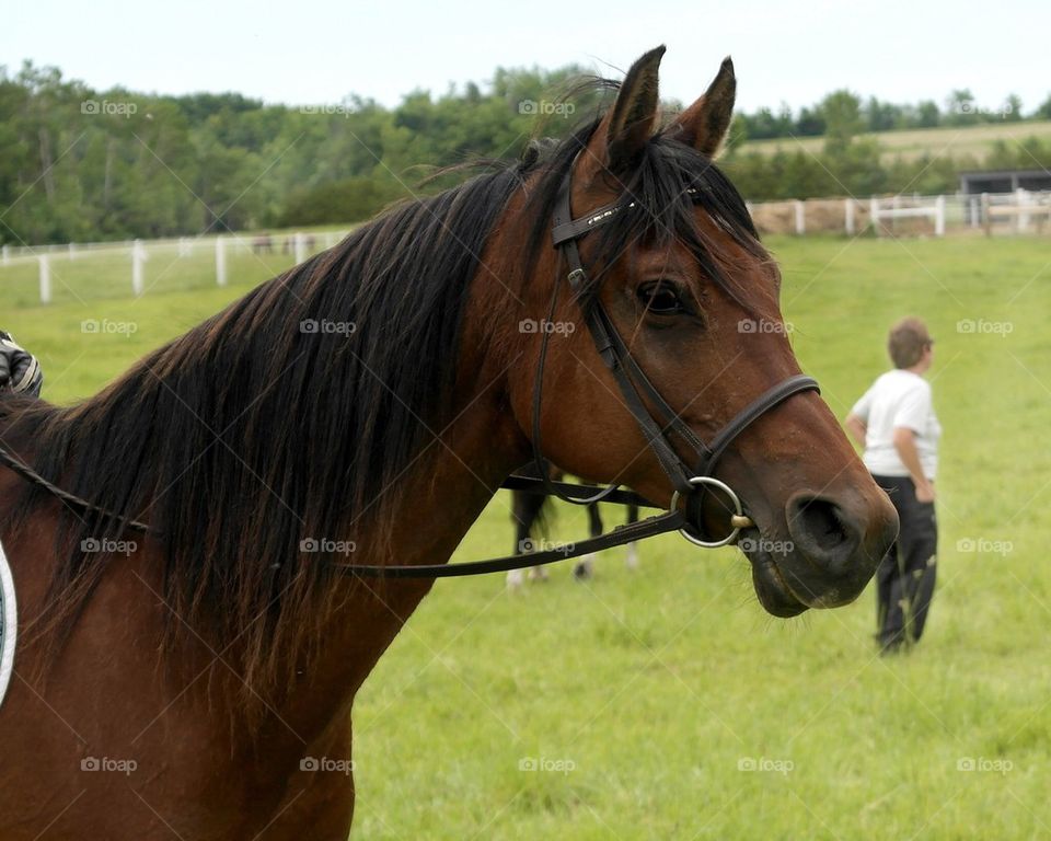 Bay Arabian mare