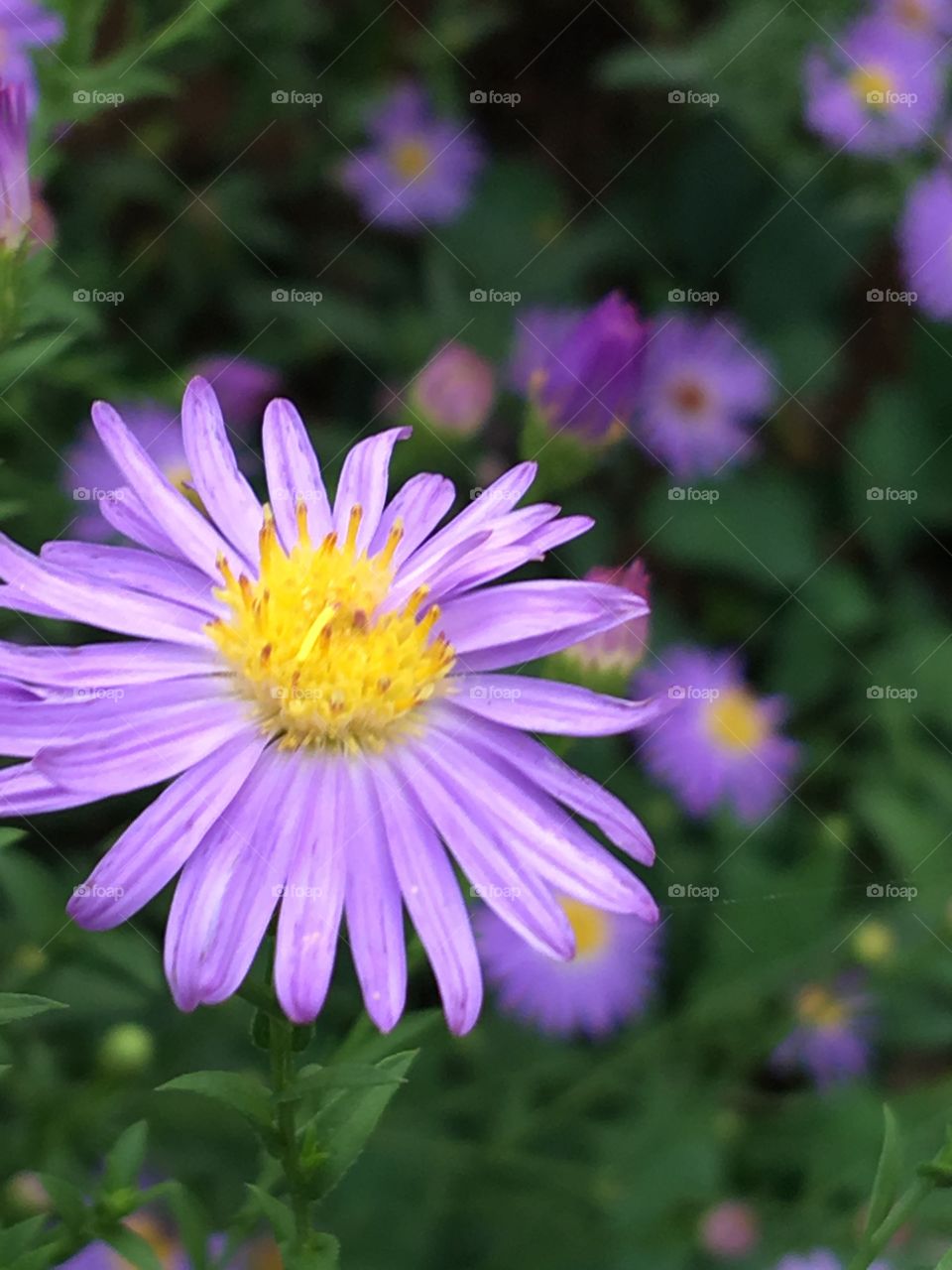 Purple flower on bush.