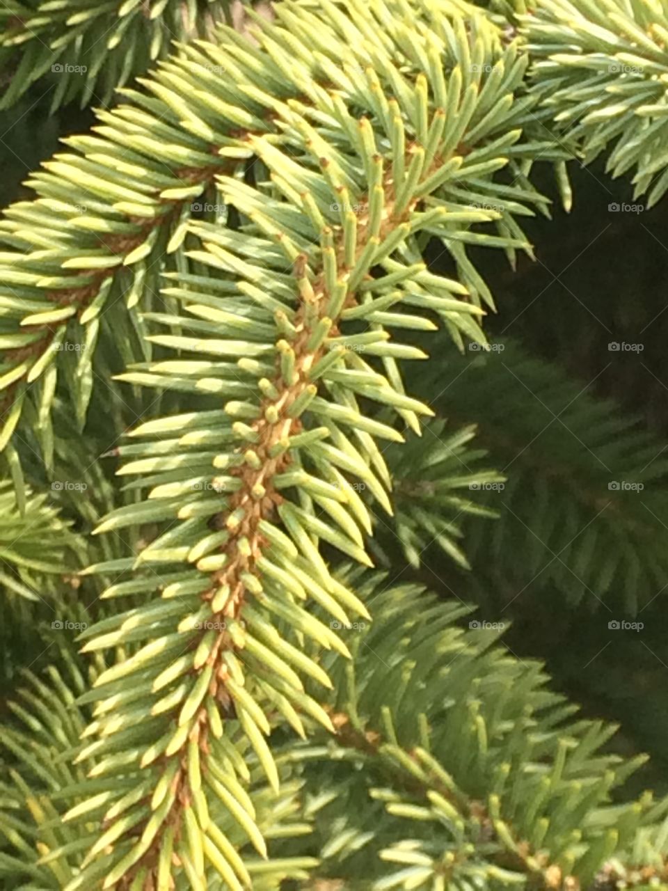 Spruce branch 