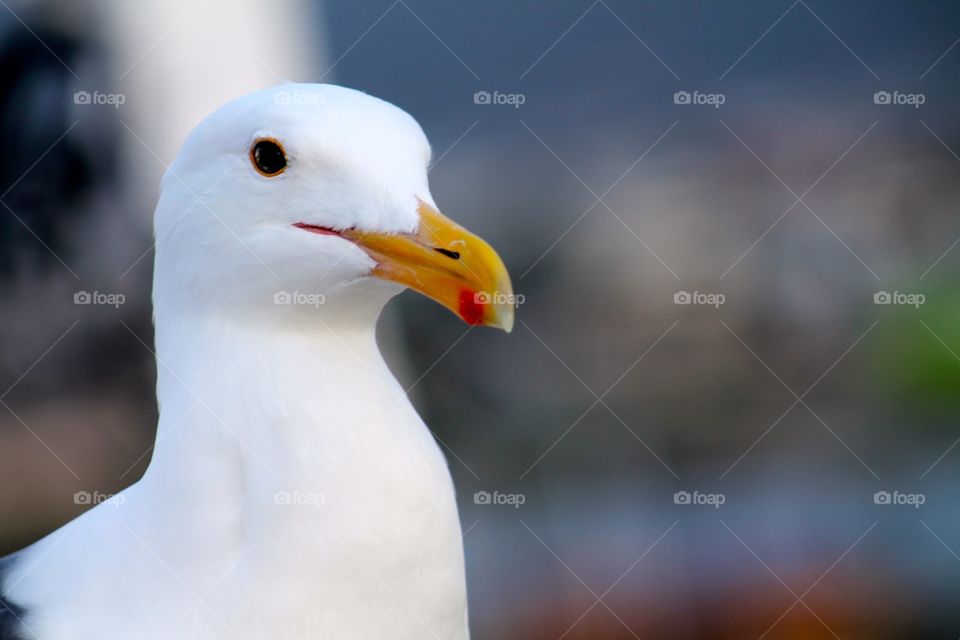 Seagull. Bird photo