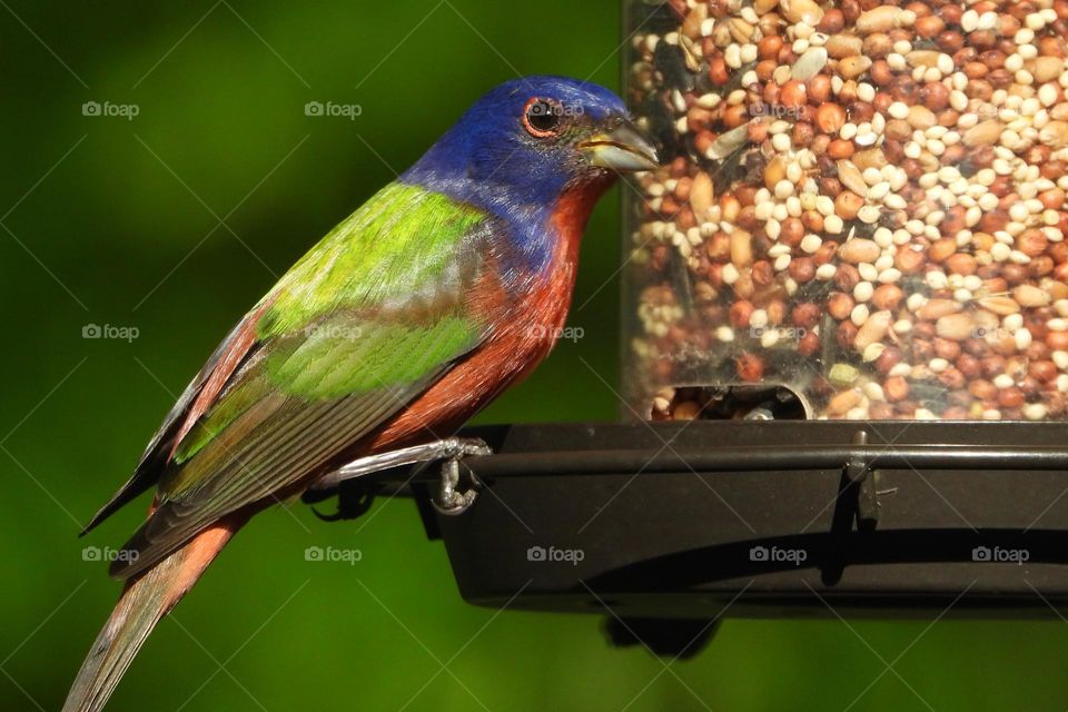 Beautiful and delicate wildlife brightly colored Painted Binting perched on garden bird feeder eating seeds
