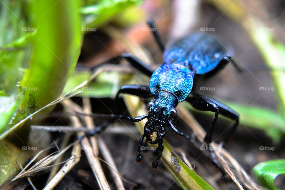 Beetle, close up