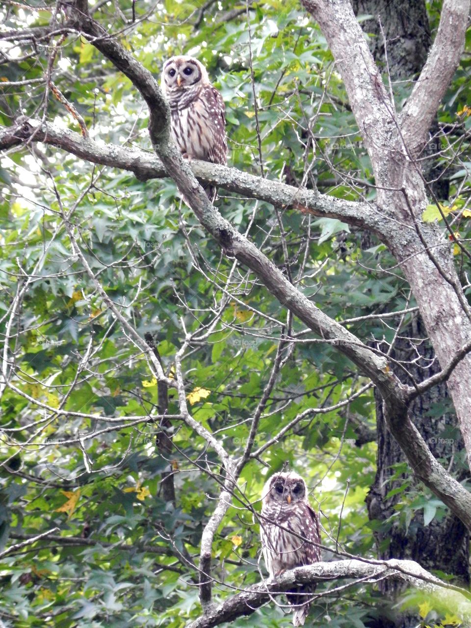 Two owls in the wild