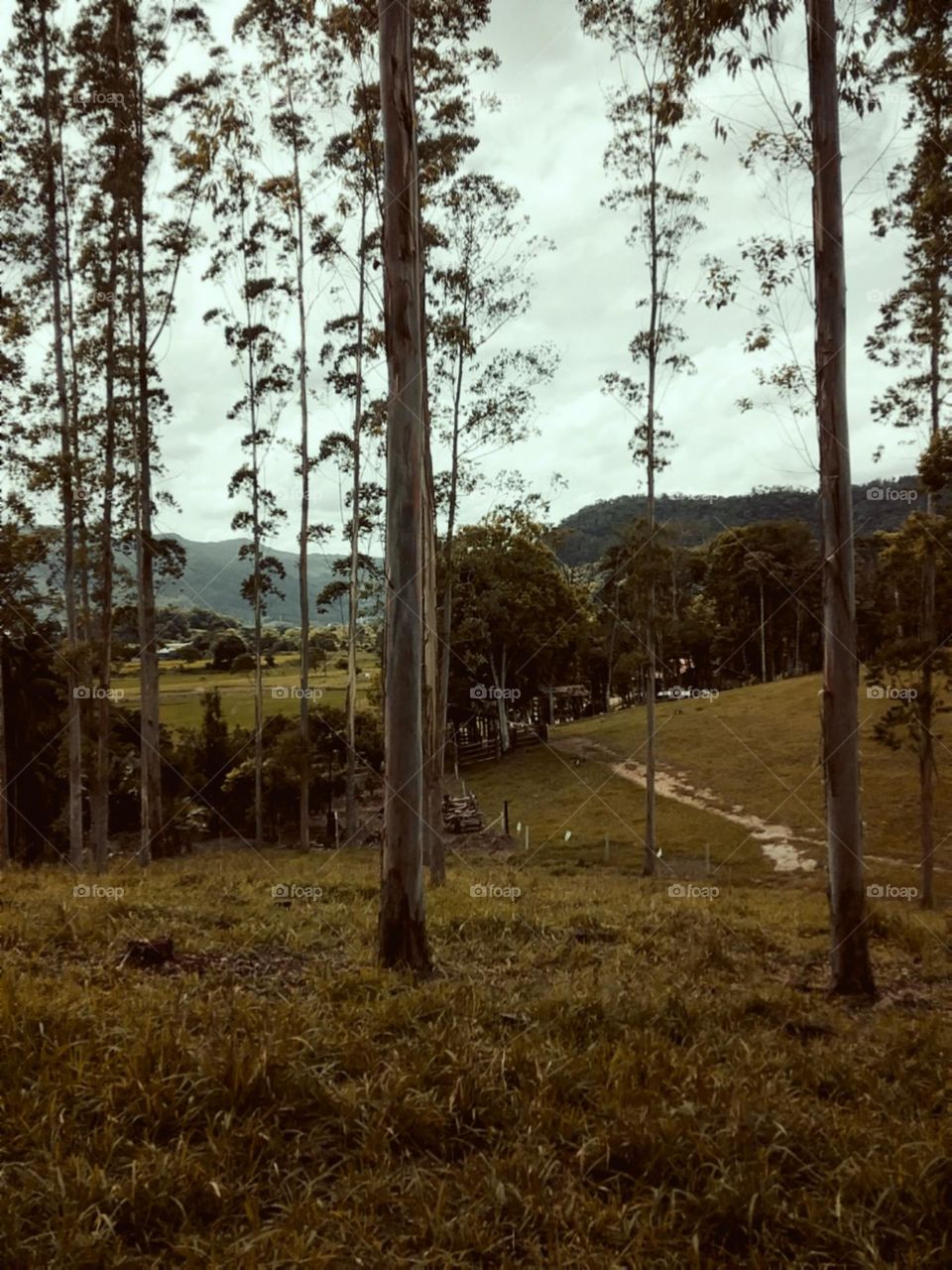 A descida para o lar.