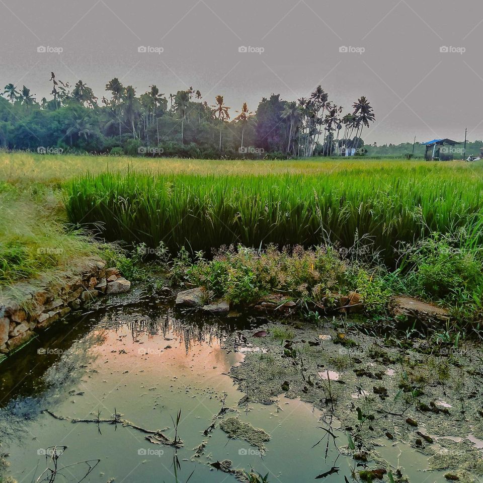 Small reservoir and paddy field to store water for paddy cultivation