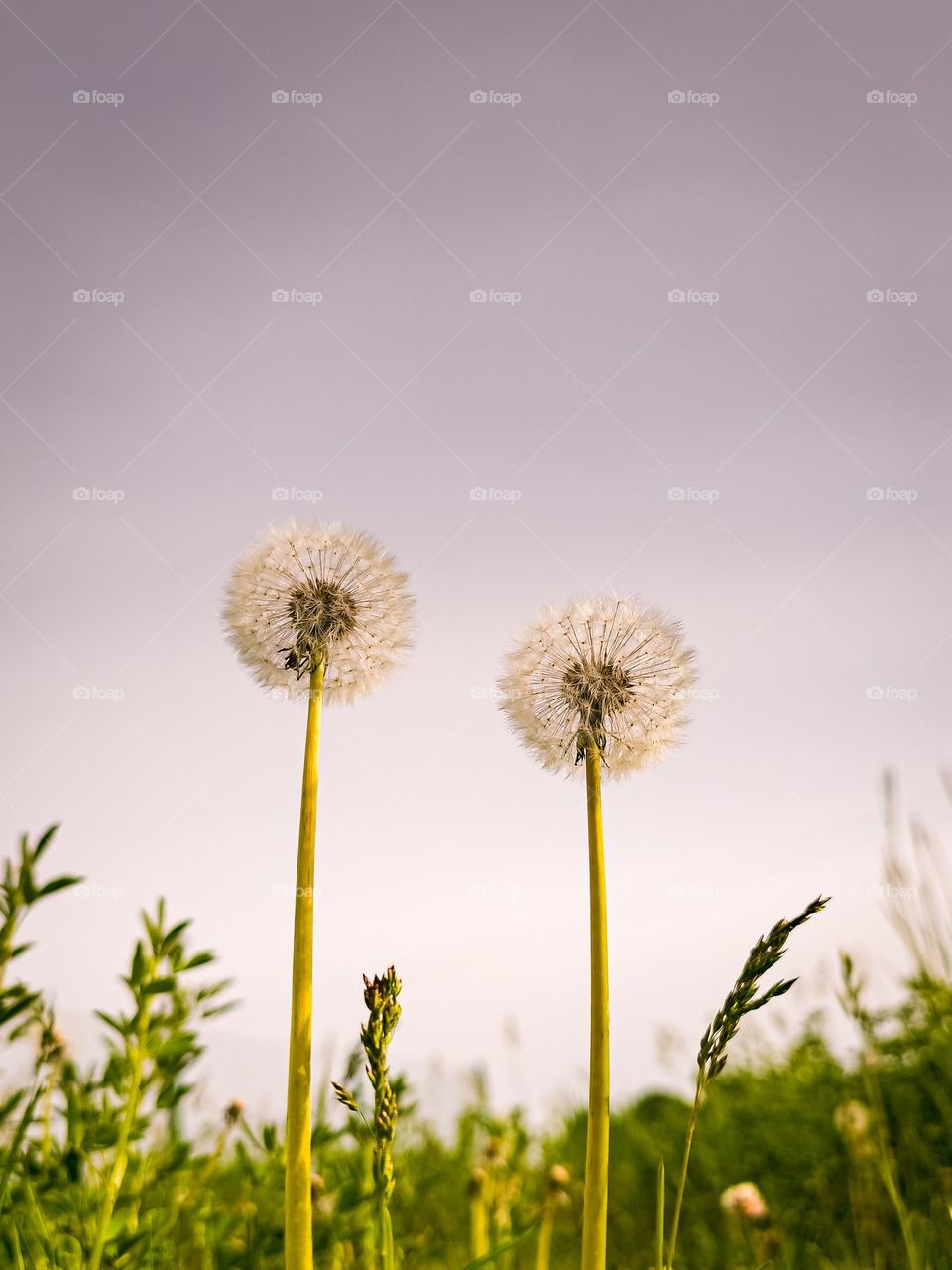 Dandelion