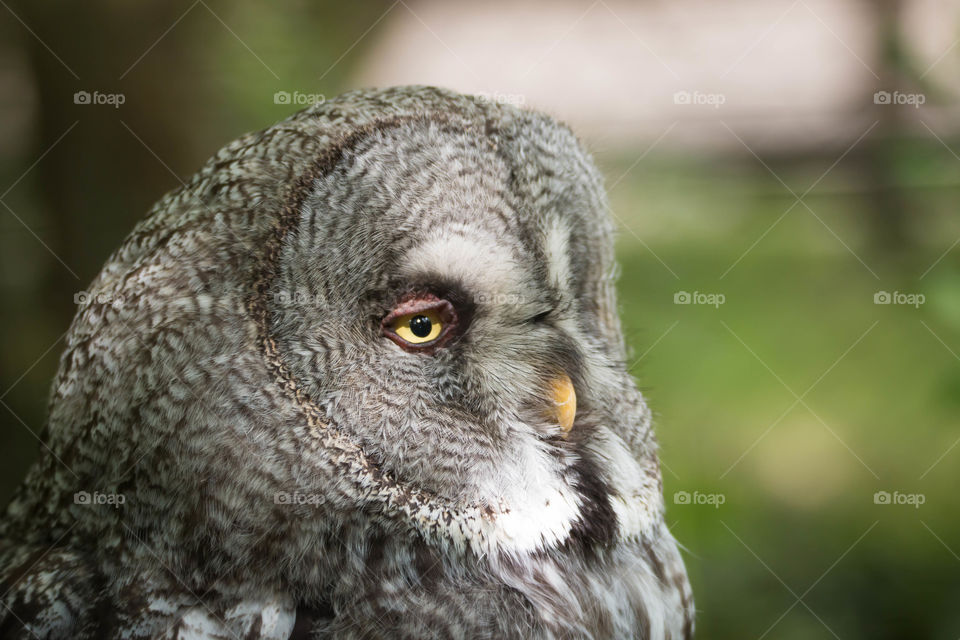 Close up of owl