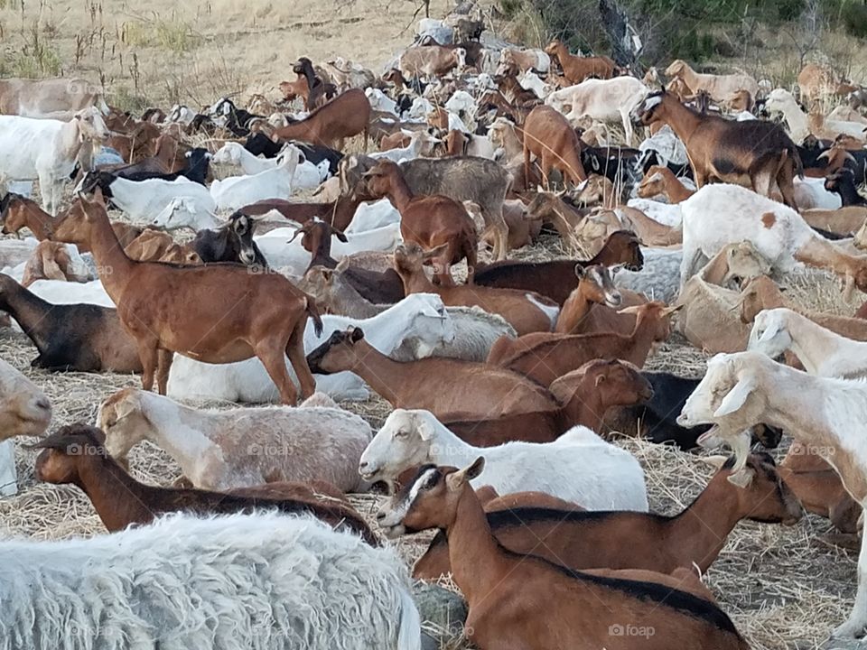 Goats are used for weed abatement in Rocklin, California.