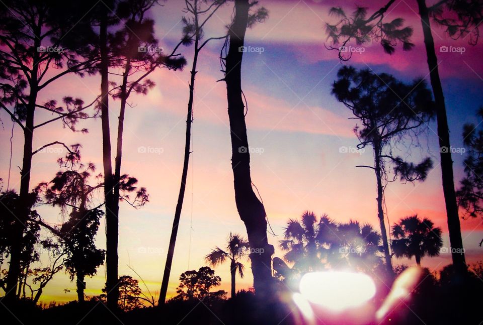 Sun, Dawn, Tree, Sunset, Nature
