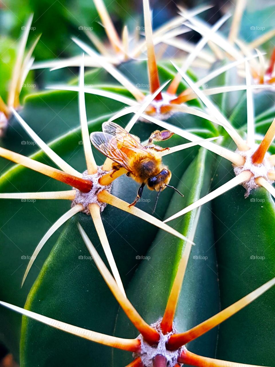 a bee playing on the cactus, brave bee