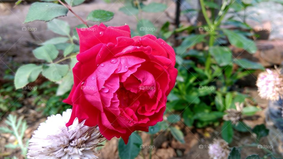 A red rose 🌹 of this morning...