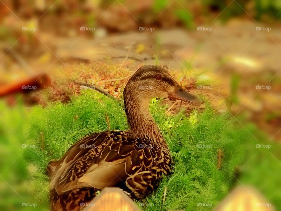 Duck nesting