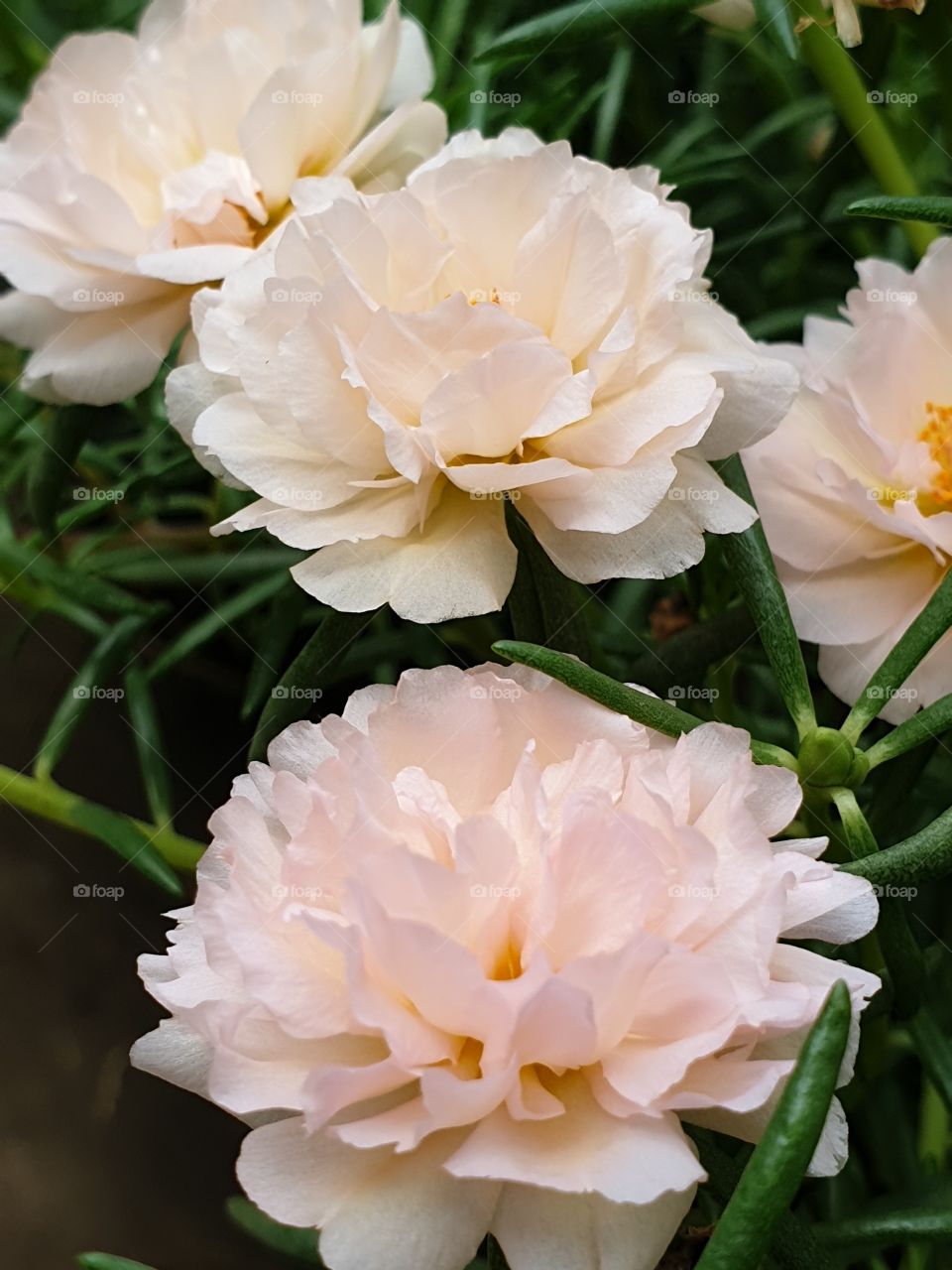 my beautiful Portulaca grandifloramy beautiful Portulaca grandiflora