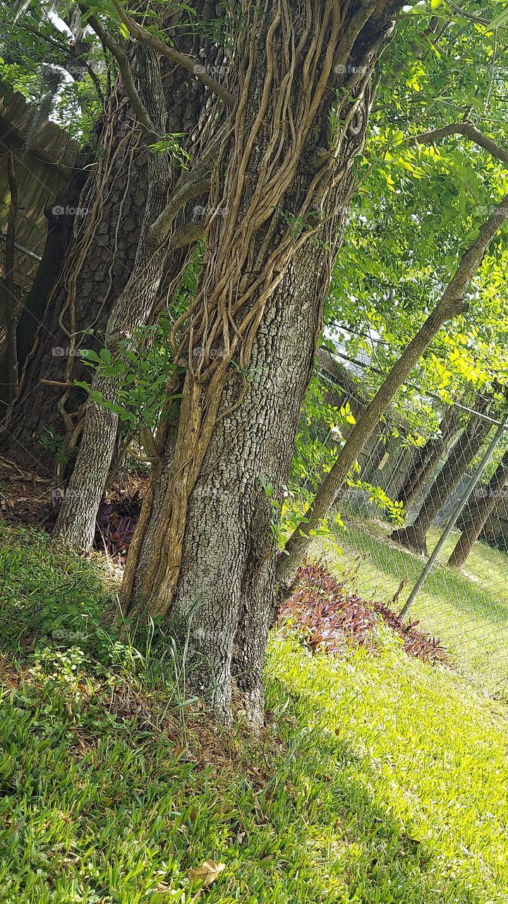Vines On A Tree 🌳!