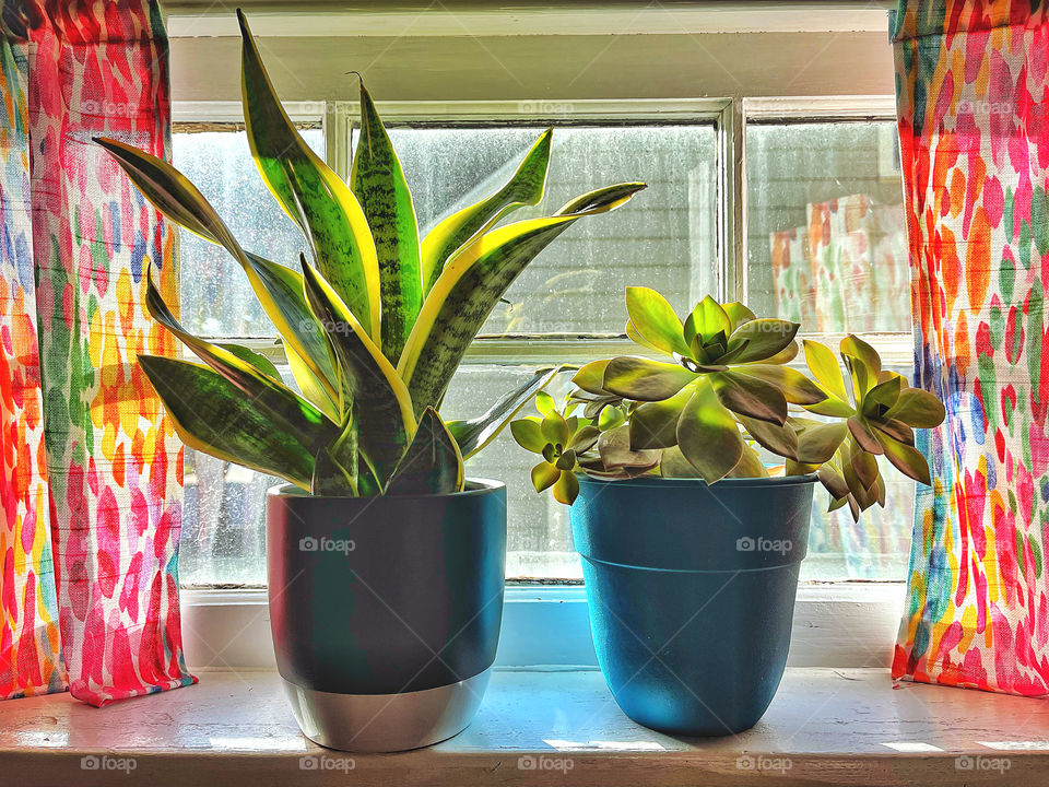 Plants in pots on a window ledge 