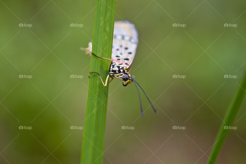 Butterfly sitting on a blade of grass looking at the lens