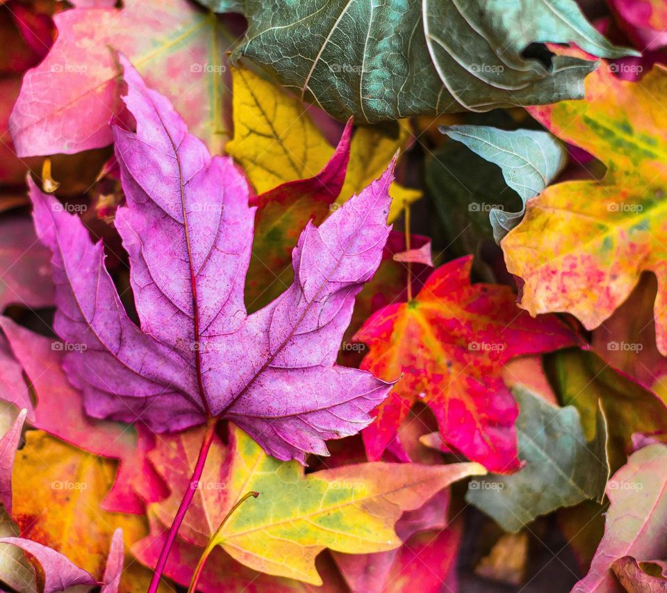 Clash of colours in leaves