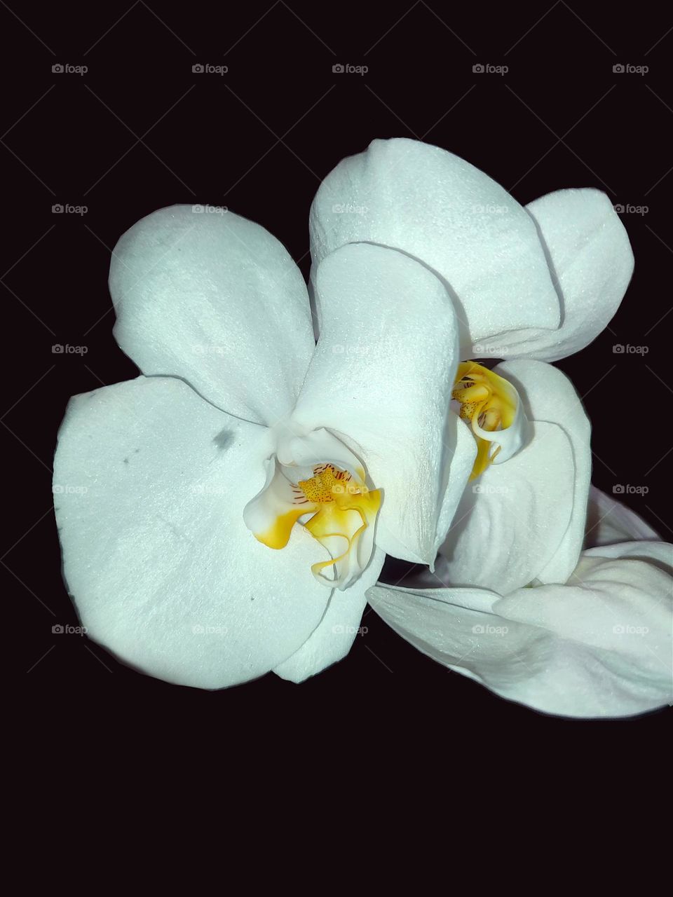 Macro photo of orchids
