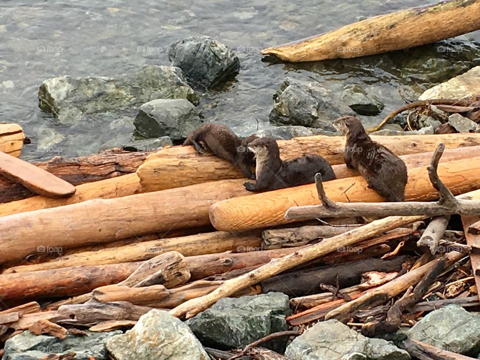 Family of otters resting on the logs by the  ocean side path